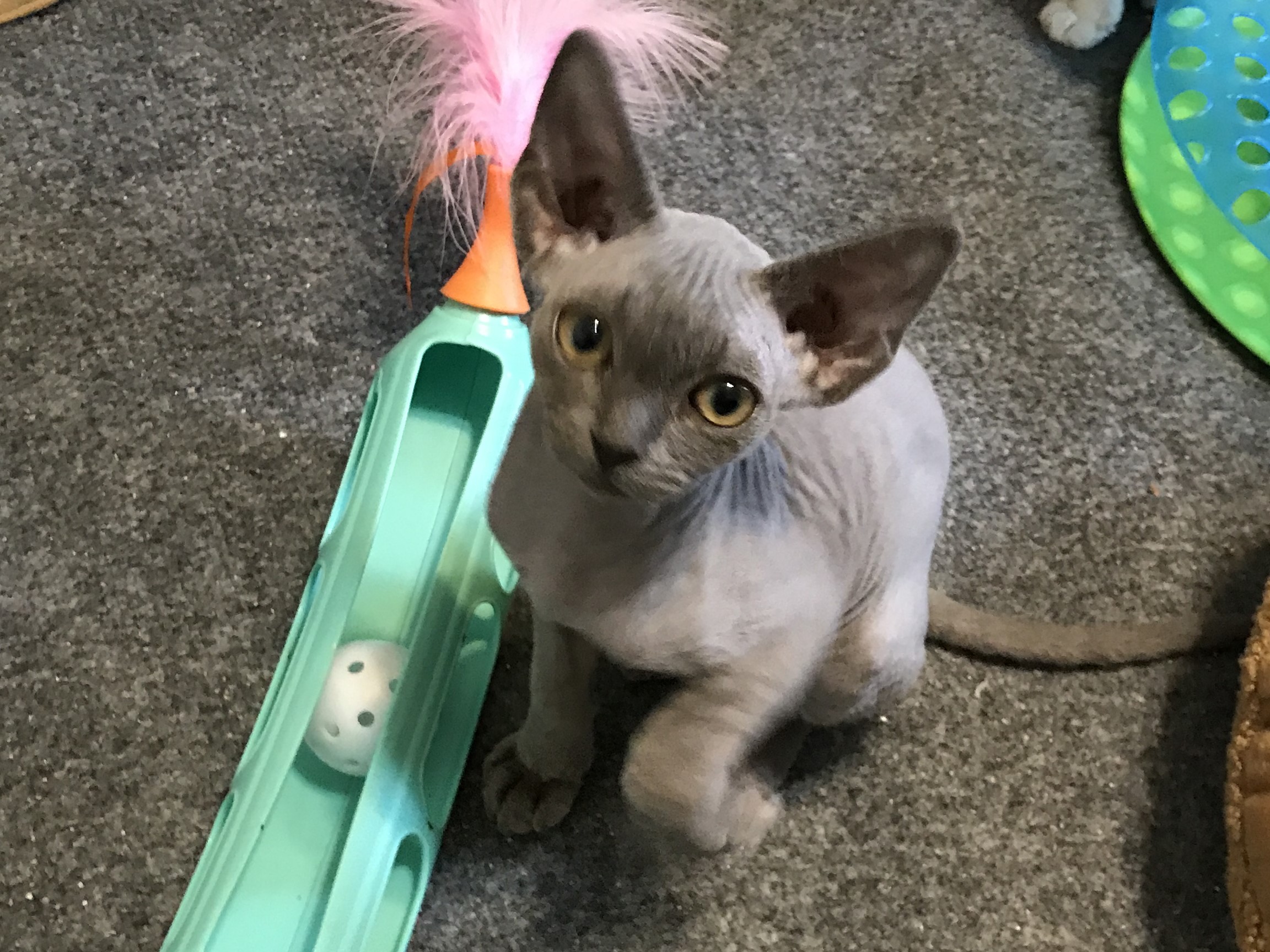 JennelRex Cattery Available Cats